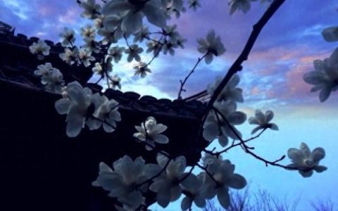琴瑟在御 莫不静好(琴瑟在御莫不静好是什么意思)