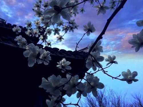 琴瑟在御 莫不静好(琴瑟在御莫不静好是什么意思)插图