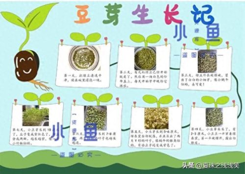 植物的手抄报怎么做(用植物做手抄报)插图10