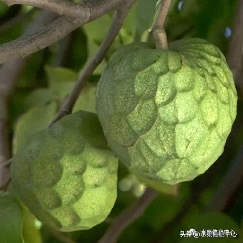 释迦果排名前十(释迦果什么口感最好)插图23