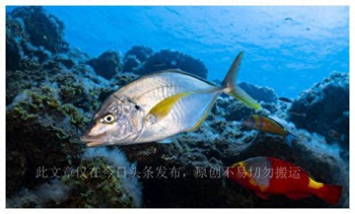 世界顶级美食排名前十(世界十大美食排行榜)插图5