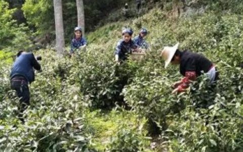 肖坑茶叶(肖坑茶叶品牌有哪些)