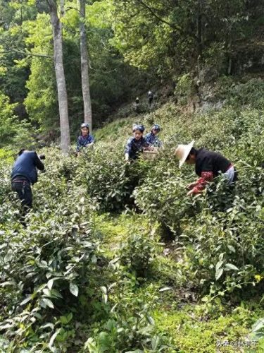 肖坑茶叶(肖坑茶叶品牌有哪些)插图
