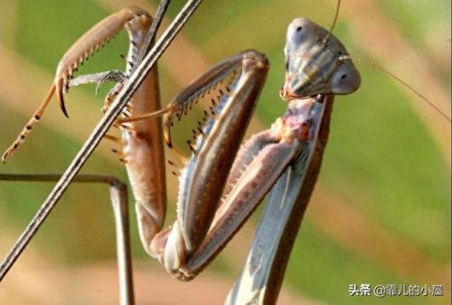 螳螂杀手排名前十(螳螂手杀手)插图4