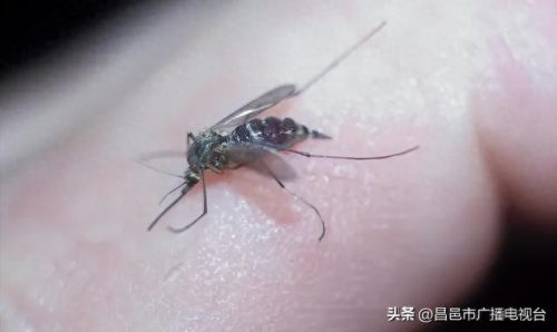 世界上谁的寿命最短(寿命最短国家排名)插图2