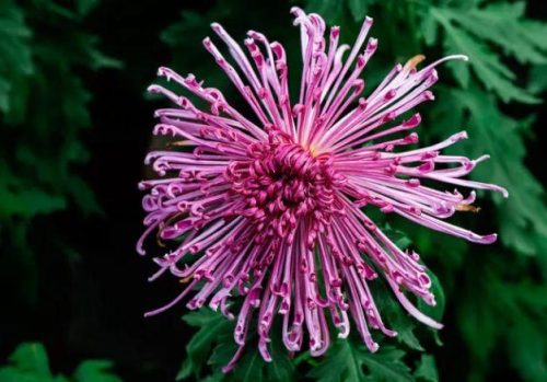 不是花中偏爱菊 此花开尽更无花的意思(花中偏爱菊此花开尽更无花的意思)插图14