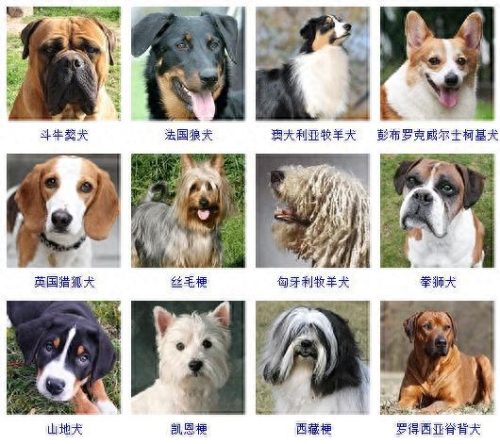 宠物的种类(宠物种类大全)插图6