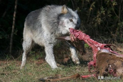 野狼体型排名前十(中国野狼最大体型)插图13