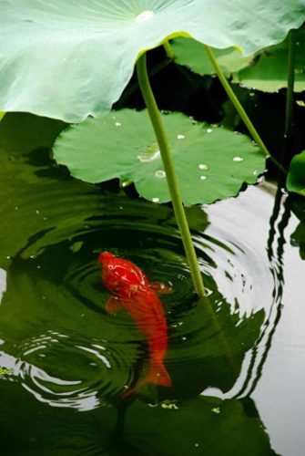 鱼鱼桌面秀(鱼鱼桌面秀侧边栏)插图70