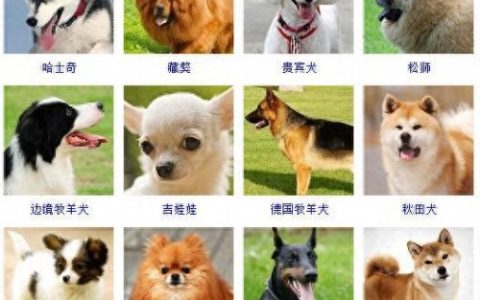 宠物的种类(宠物种类大全)