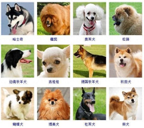 宠物的种类(宠物种类大全)插图