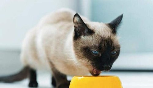 猫吃鱼会不会被鱼刺卡住(猫被鱼刺卡了会自愈吗)插图2
