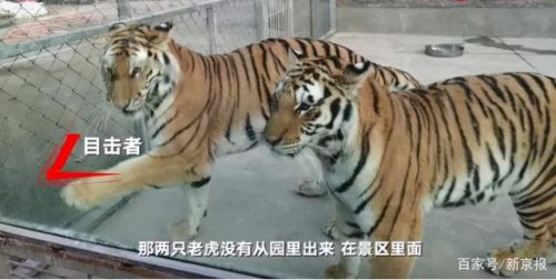 老虎咬饲养员被击毙(饲养员喂老虎为啥不喂饱呢)插图