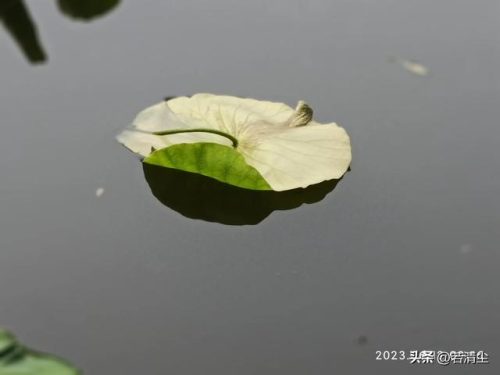 情感日志心情随笔(情感日志人生感悟)插图1