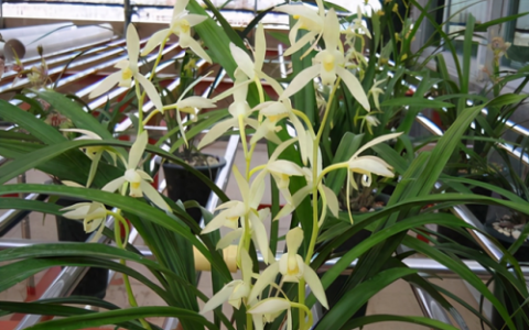 常用花束数量排名前十(花束文案高级感)