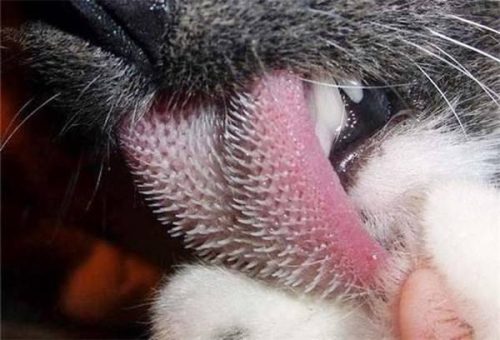 猫吃鱼会不会被鱼刺卡住(猫被鱼刺卡了会自愈吗)插图1