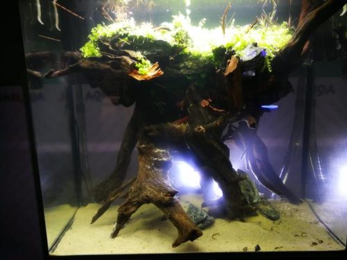 迷你鱼缸平价排名前十(迷你水族箱小鱼缸教程)插图8