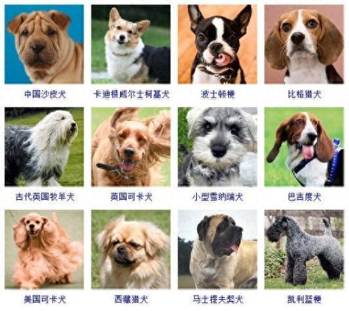 宠物的种类(宠物种类大全)插图5