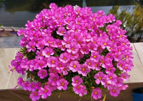 花卉价位排名前十(十大香水花卉排名)插图5