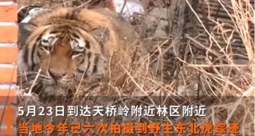 老虎咬饲养员被击毙(饲养员喂老虎为啥不喂饱呢)插图4