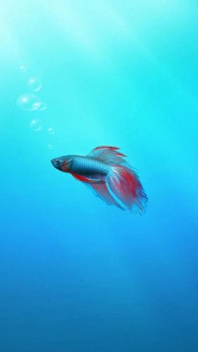 鱼鱼桌面秀(鱼鱼桌面秀侧边栏)插图96