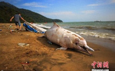 香港海滩海豚尸体(公海豚看着母海豚的尸体)