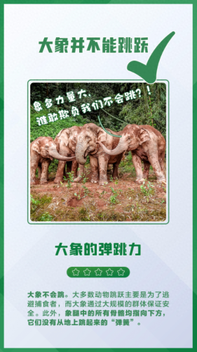 什么的大象(又什么又什么的大象)插图1