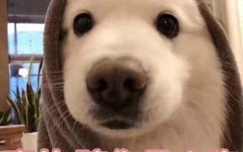 排名前十狗狗起名(最旺财的犬名)