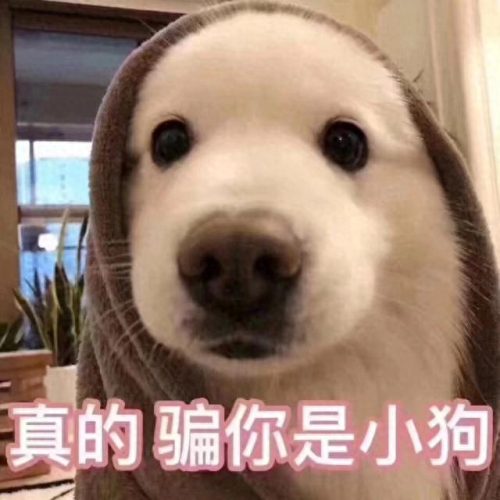 排名前十狗狗起名(最旺财的犬名)插图