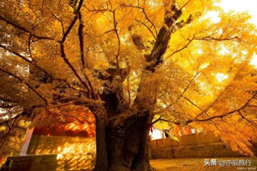 银杏景点排名前十(中国十大银杏景区)插图7