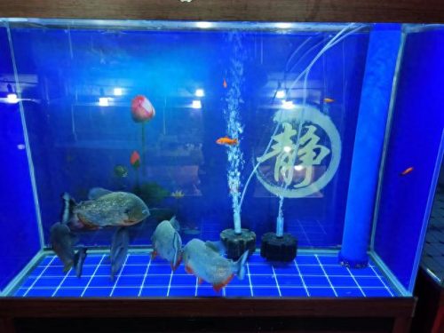 全网最强鱼缸排名前十(国内超大鱼缸排行榜)插图