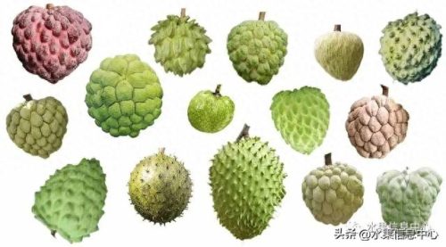 释迦果排名前十(释迦果什么口感最好)插图