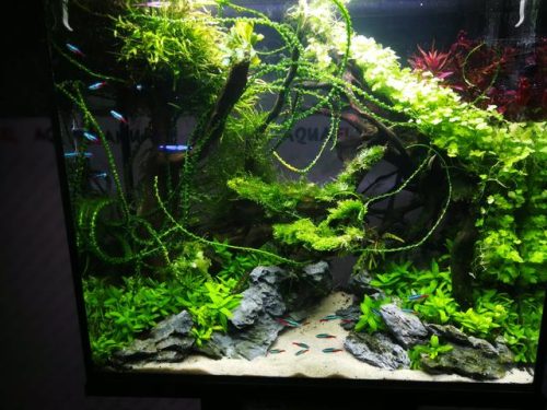迷你鱼缸平价排名前十(迷你水族箱小鱼缸教程)插图7