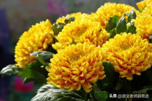 秋天的怀念主要内容(秋天的怀念原文)插图1