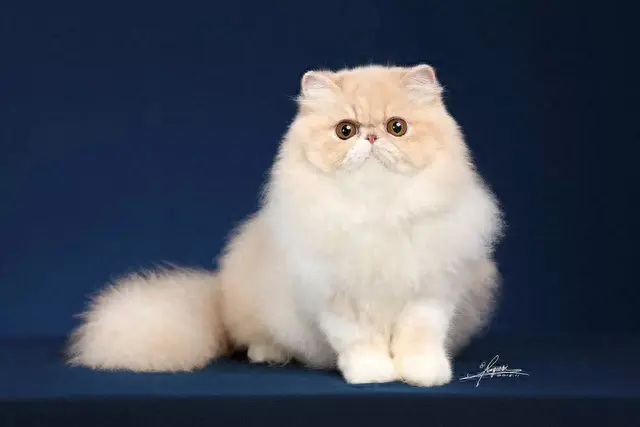 猫性格排名前十(性格好粘人的猫)插图9