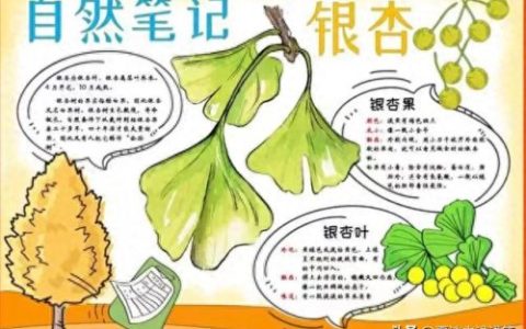 植物的手抄报怎么做(用植物做手抄报)