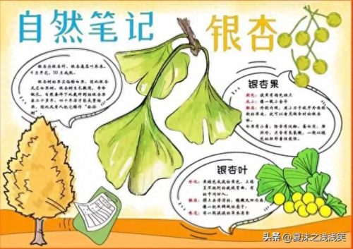 植物的手抄报怎么做(用植物做手抄报)插图