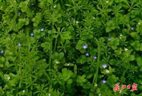 什么的绿毯(绿毯)插图4