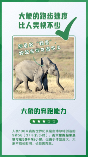 什么的大象(又什么又什么的大象)插图6