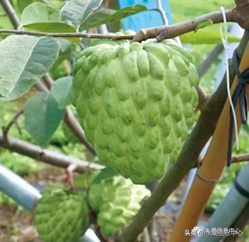 释迦果排名前十(释迦果什么口感最好)插图11