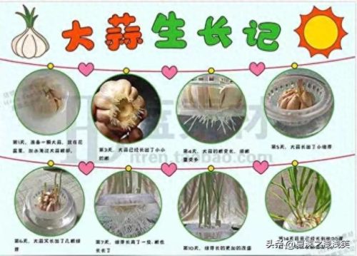 植物的手抄报怎么做(用植物做手抄报)插图5