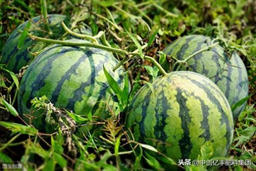 露地西瓜种植技术(西瓜整枝打叉顺口溜)插图2