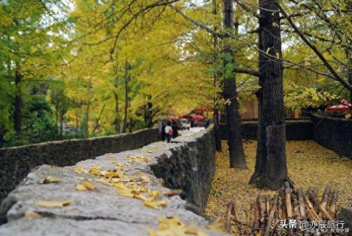 银杏景点排名前十(中国十大银杏景区)插图21