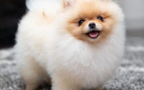 博美犬智商排名前十(玩具博美智商)