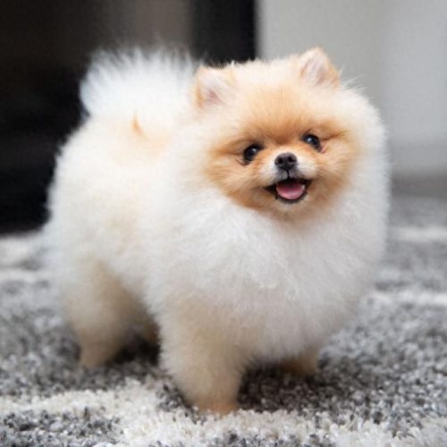 博美犬智商排名前十(玩具博美智商)插图