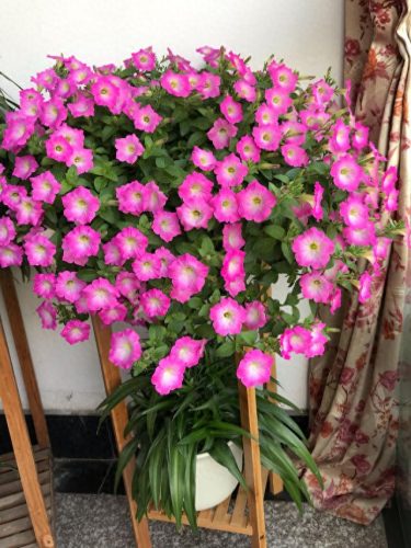 花卉价位排名前十(十大香水花卉排名)插图2
