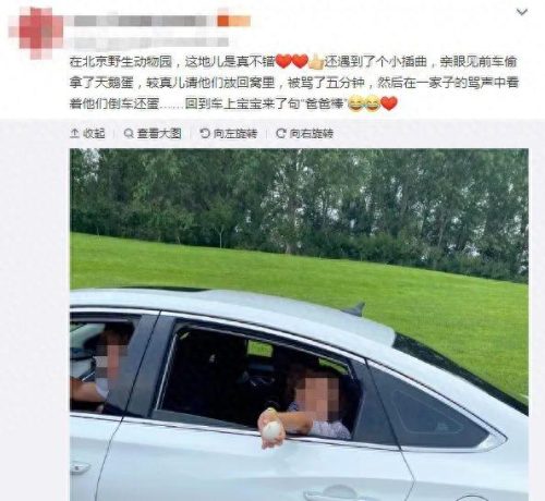 北京野生动物园游客偷拿天鹅蛋(北京动物园女子下车被老虎咬)插图