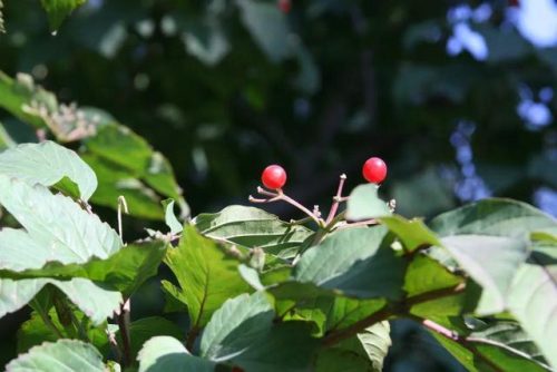 白露节气的特点和风俗(白露的寓意和象征)插图2