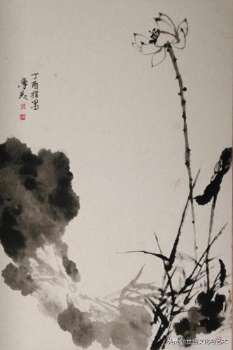 白腹凯克鹦鹉(凯克多少钱一只)插图13