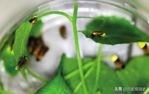 大暑时节物候特征(大暑期间物候特征)插图8